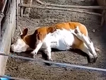 Bò nằm ngủ mơ gặp ác mộng khiến đồng loại hoảng hồn