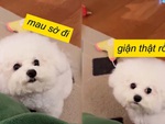 Chú chó đáng yêu hay giận dỗi