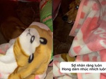 Chú chó sợ ma