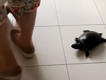 Rùa dính cô chủ như hình với bóng