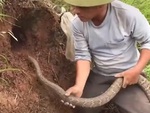 Người đàn ông dùng rắn cưng bắt chuột siêu đỉnh