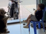 Chú chó lạy nhiệt tình, cô chủ vẫn không cho miếng bánh