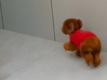 Chú chó giả vờ què chân khi làm đổ quạt