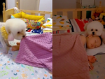 'Tan chảy' với chú chó chăm sóc em bé cực khéo