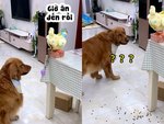 Chú chó nổi cáu vì máy nhả thức ăn kiểu độc lạ