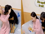 Chú chó nổi quạu khi bị sen lột dây chuyền vàng để bán