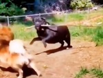 'Cậu vàng' ham chơi bị pitbull cầm gậy vụt mông