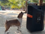 Chú chó hát theo nhạc siêu ngầu