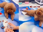 Chú chó cao tay khi sen ích kỷ