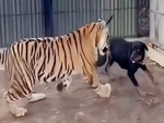 Hổ và chó vui đùa như đôi bạn thân