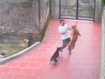 Khách hoảng hồn với 'chó nhà em ngoan lắm, không cắn ai đâu'