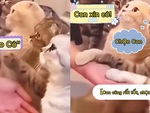 3 con mèo năn nỉ cô gái mua mình về nuôi