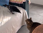 Mèo cay cú khi bị quạ lêu lêu