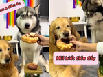 Husky ấm ức vì phải nhường miếng bánh to cho chó đại ca