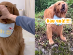 Chú chó kìm nén cơn đau vì sợ làm em bé thức giấc