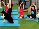 Chú chó bắt chước ông chủ tập yoga