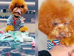 Chú chó trộm tiền của 'nóc nhà' cho ông chủ