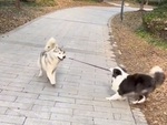 Chú chó chăn cừu khổ sở với husky ngốc nghếch
