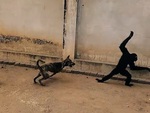 Chú chó nổi quạu khi bị khỉ trêu ngươi