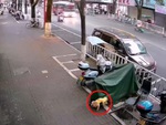 Mèo lao ra dạy cún con bài học nhớ đời vì tè bậy