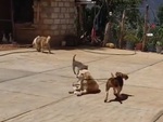 Chú chó ngồi tắm nắng bị 'tai bay vạ gió'