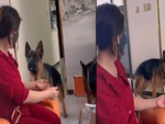 Hai chú chó sủa ầm nhà vì sen đắp mặt nạ không nhận ra