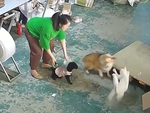 'Mèo đại ca' đánh corgi tới tấp vì ăn hiếp đồng bọn