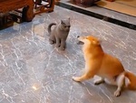 Chú chó quay như cái cù khi bị mèo đánh