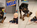 Chú chó bắt chước em bé lết đi dưới nền nhà