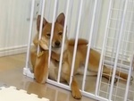 Chú chó nằm chống cằm suy ngẫm cuộc đời