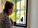 Chú chim đứng ở cửa sổ hót cho cụ bà nghe để xin ăn