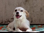 Chú chó hoang trở nên yêu đời khi được chàng trai cưu mang