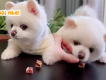 Chú chó nổi cáu vì bị cô chủ trêu ghẹo