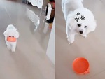 Chú chó liên tục đập chén khi sen chưa kịp bỏ đồ ăn