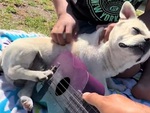 Chú chó 'đánh đàn' guitar siêu đỉnh