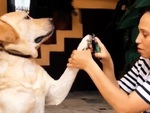 Chú chó xỉu ngang khi cô chủ cắt móng chân