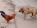 Chó bỏ chạy trối chết vì bị gà trống đánh