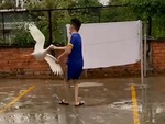 Ngỗng hết hổ báo khi bị chàng trai túm cổ dạy cho một bài học