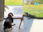 Cá sấu hồn bay phách lạc khi nghe tiếng chó sủa
