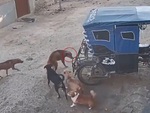 Chú chó hổ báo bắt nạt đồng bọn bị đánh hội đồng