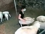 Cô chủ nổi đóa khi bị cừu đạp ngã