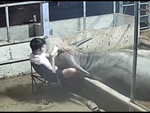 Trâu gối đầu lên đùi sen ngủ ngon lành