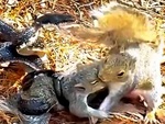 Sóc xả thân mình cứu bạn đời bị rắn tấn công