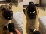 Cười sảng với chú chó có đam mê hát karaoke