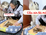 Tan chảy với chú chó bảo vệ con nhỏ siêu đáng yêu