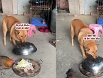 Chú chó nhanh trí lấy lồng bàn đậy đồ ăn cho gà khỏi ăn vụng