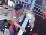 Chú chó nhõng nhẽo được ông chủ cưng chiều