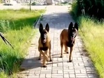 Hai chú chó nhảy chân sáo yêu đời