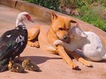 'Cậu vàng' chán không buồn nói khi mèo âu yếm