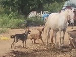 Chó nghịch ngợm hú hồn vì bị ngựa đá